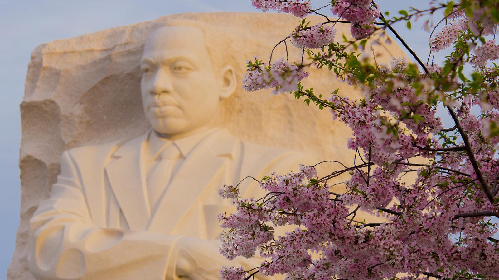National memorial statue of Martin Luther King Jr. with cherry blossom branches