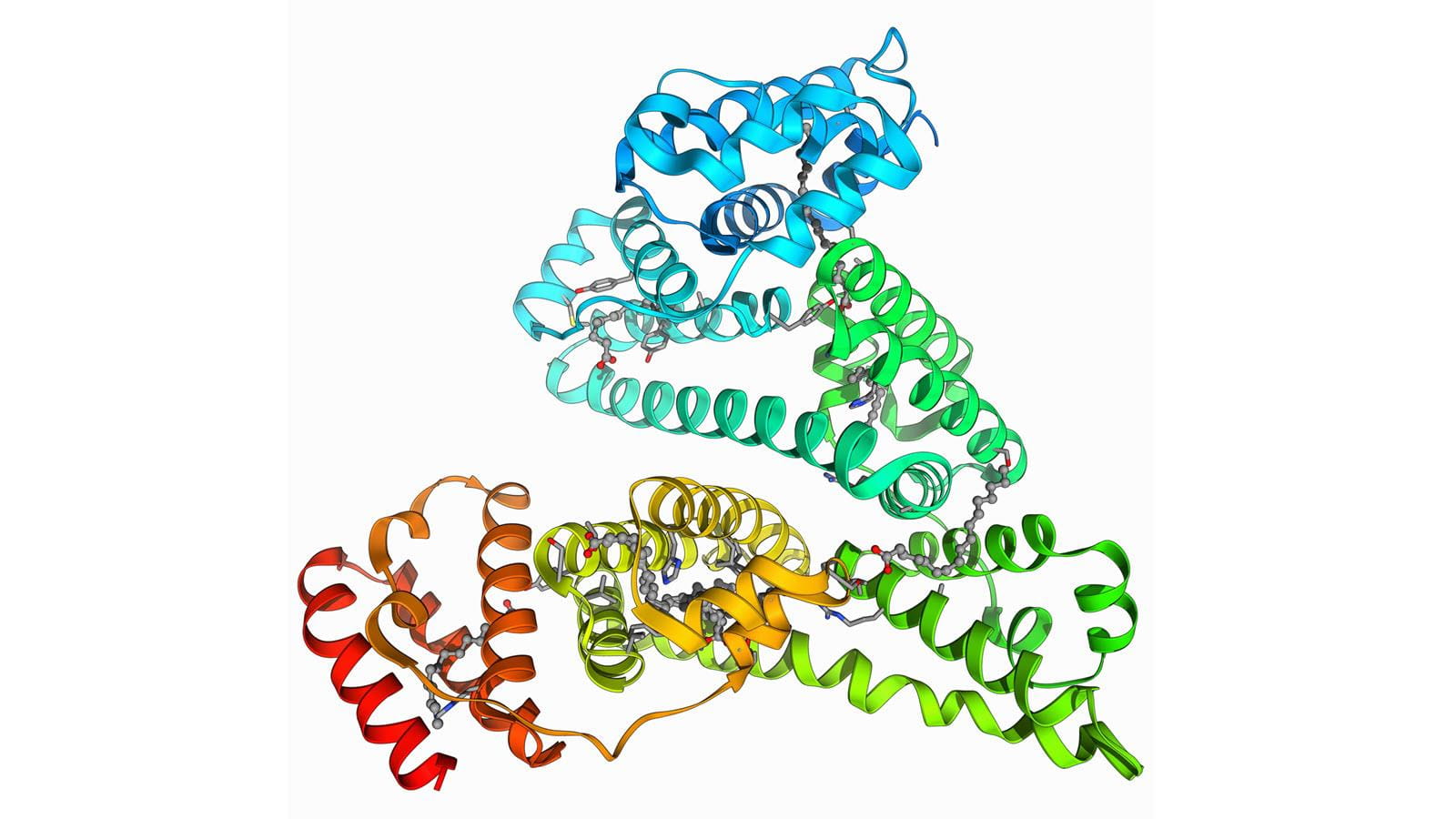 Illustration of human serum albumin molecule
