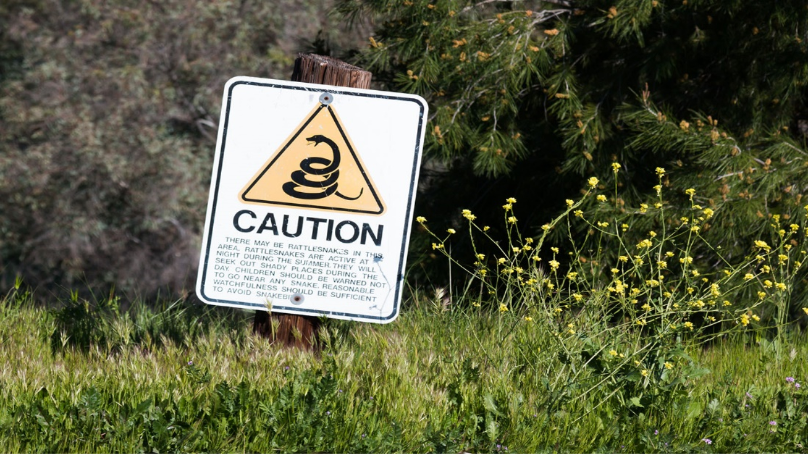 Venomous Snake Caution Sign