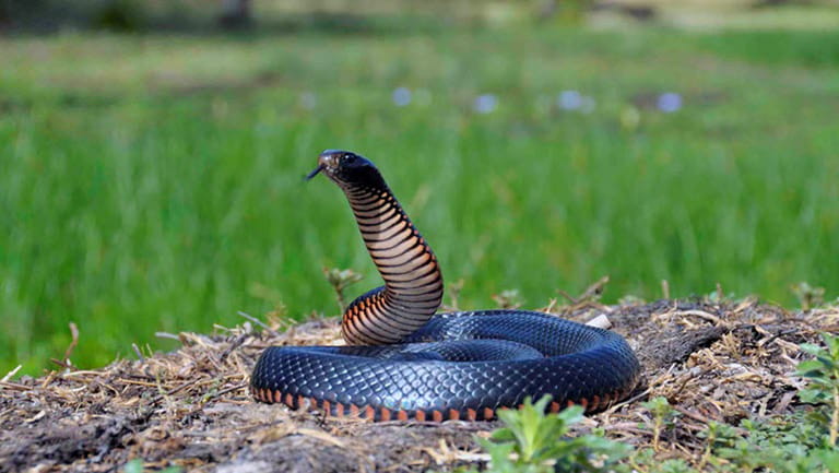 Red Bellied Black Snake Gary Stephenson