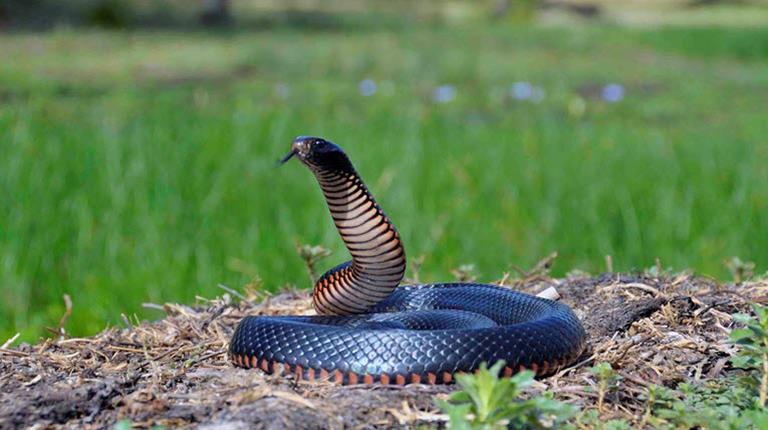 Red Bellied Black Snake Gary Stephenson
