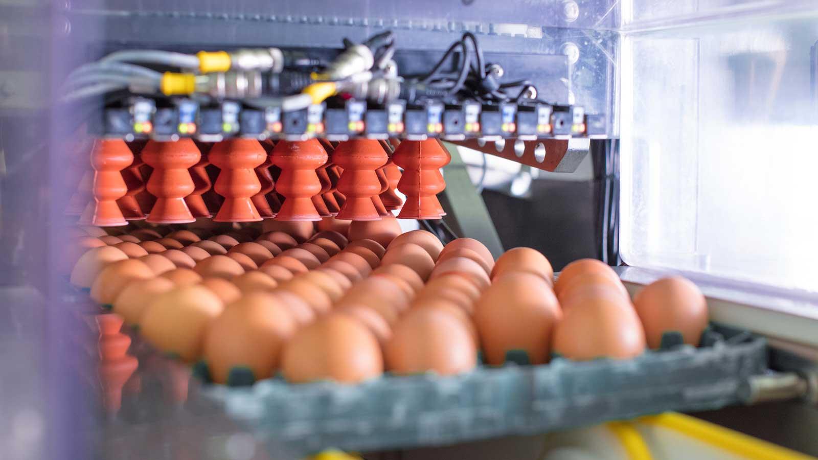 Eggs in production