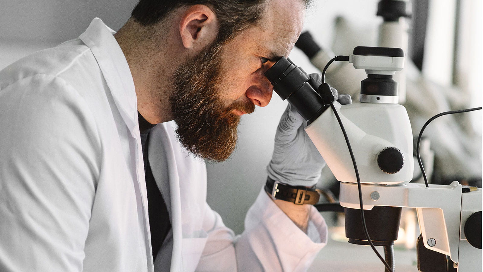 Looking into microscope