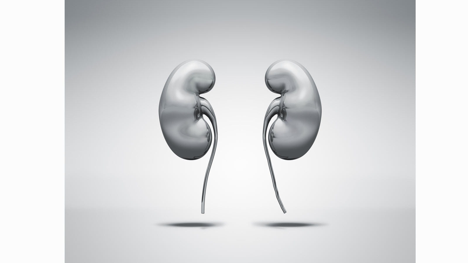 illustration of human kidneys in black and white