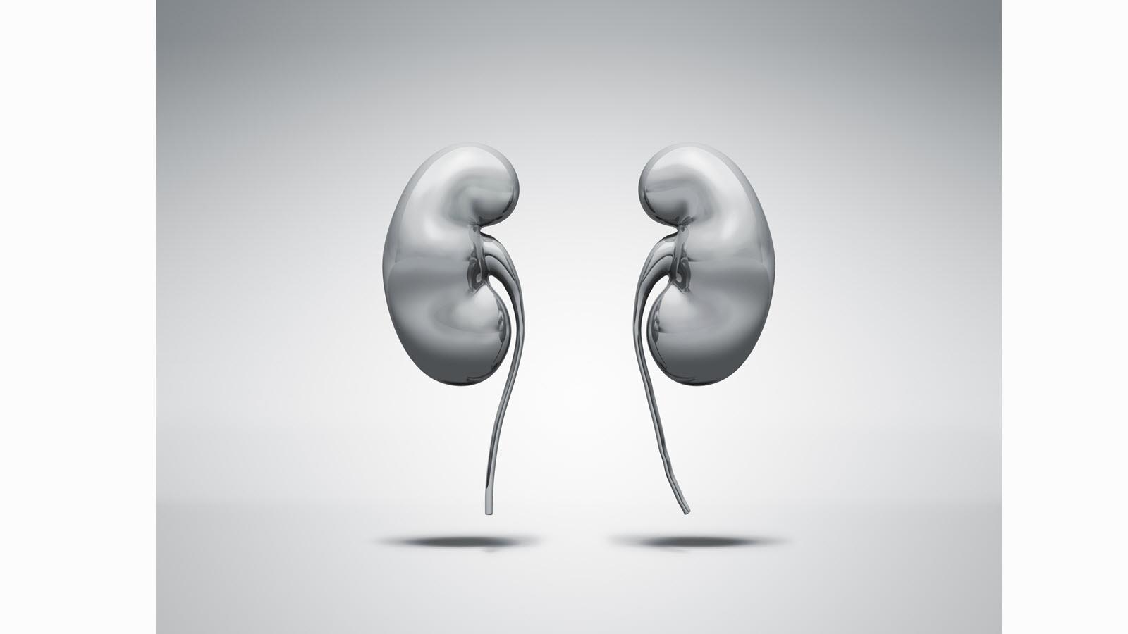 illustration of human kidneys in black and white