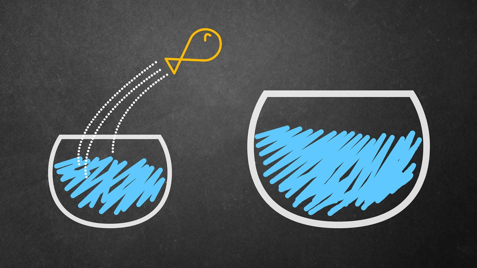 Brave goldfish jumping into a larger bowl