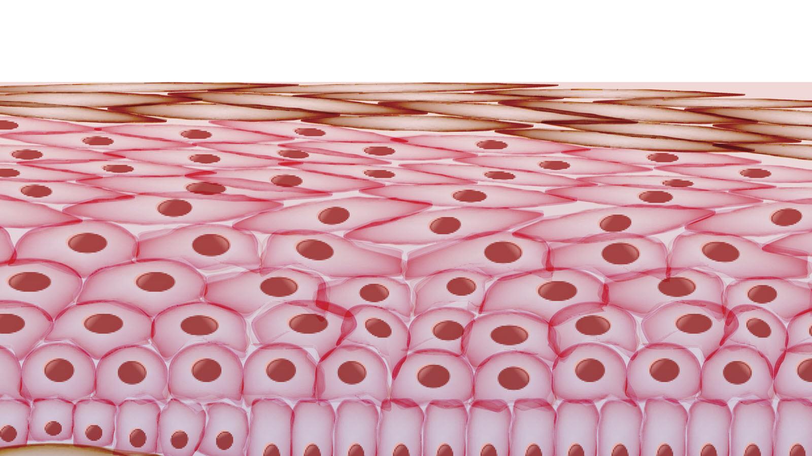 Skin cells layered in the skin