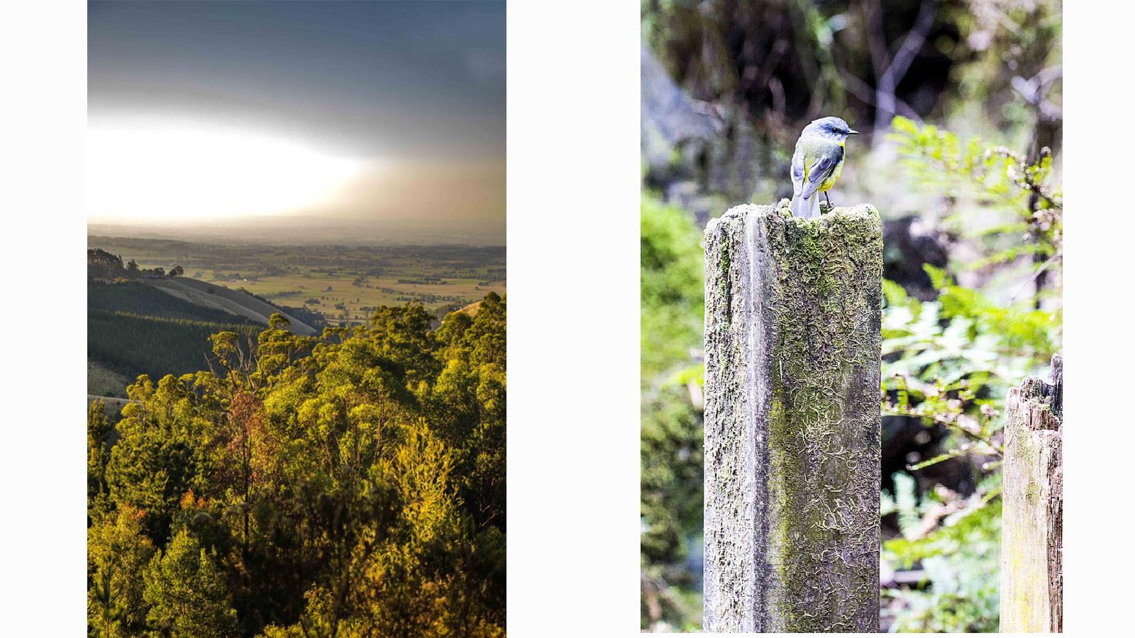 Vista of Gippsland in Victoria, Australia on left. Blue bird perched on a column on right.