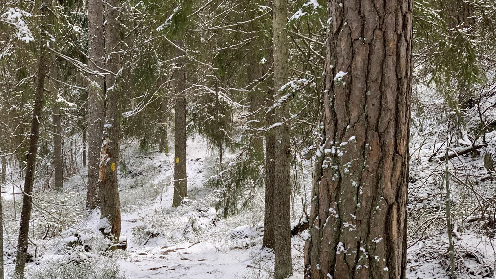 Snowy Stockholm forest in springtime