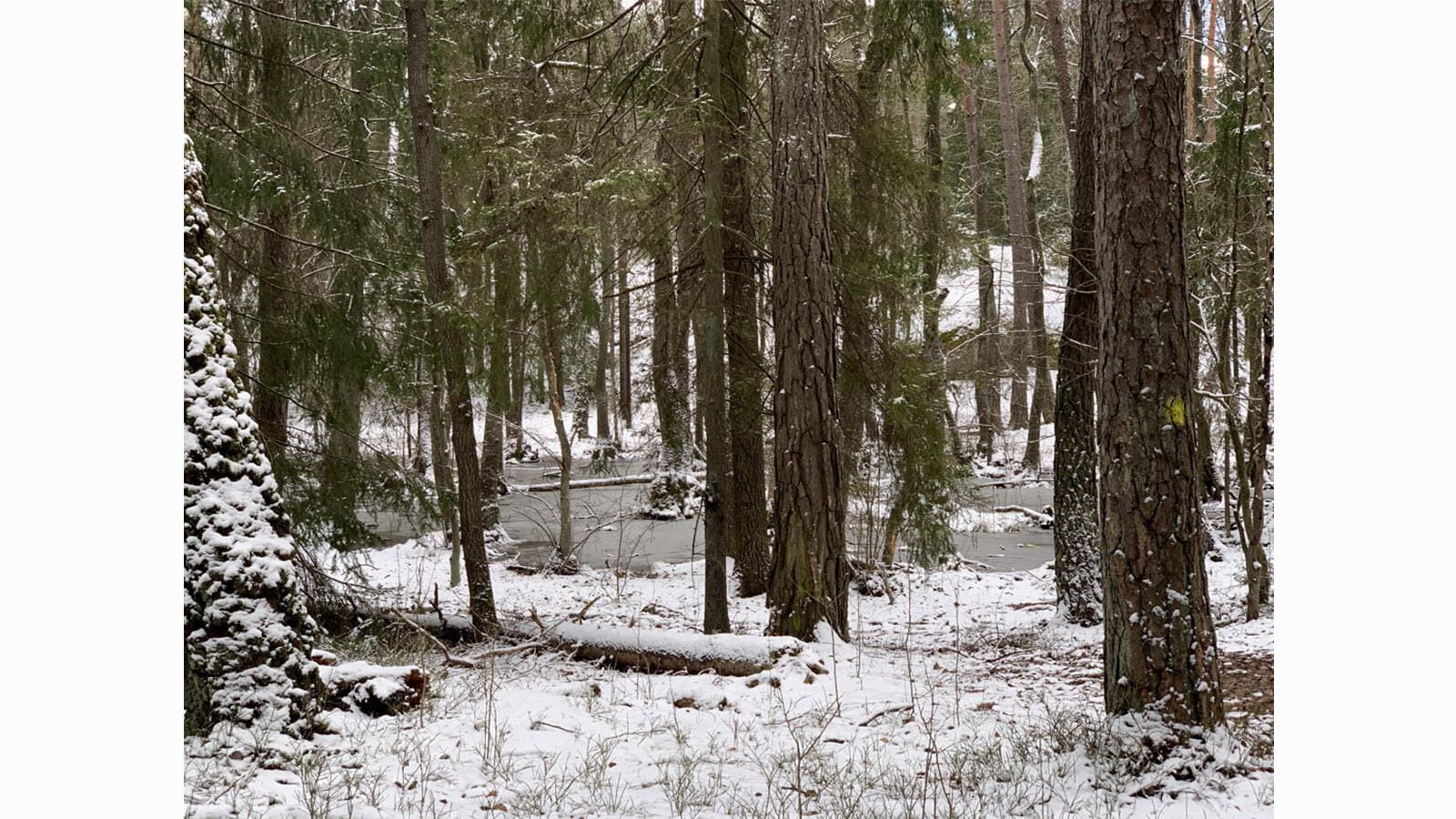 Springtime in Stockholm with snow on the ground of the forest