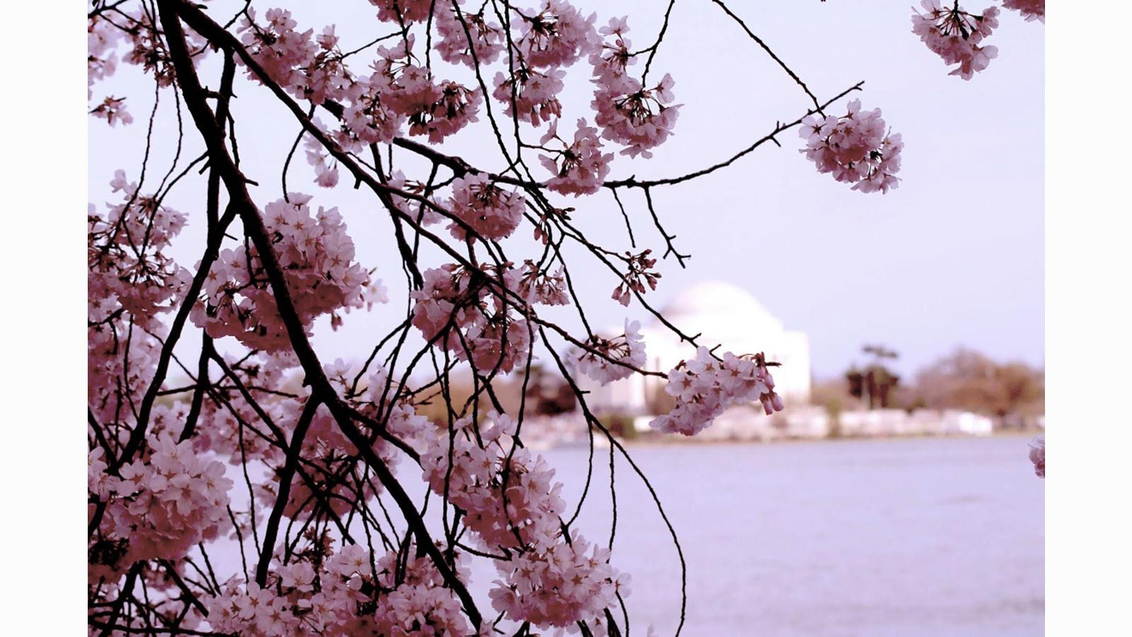 Branch of pink cherry blossoms in Washington, D.C.