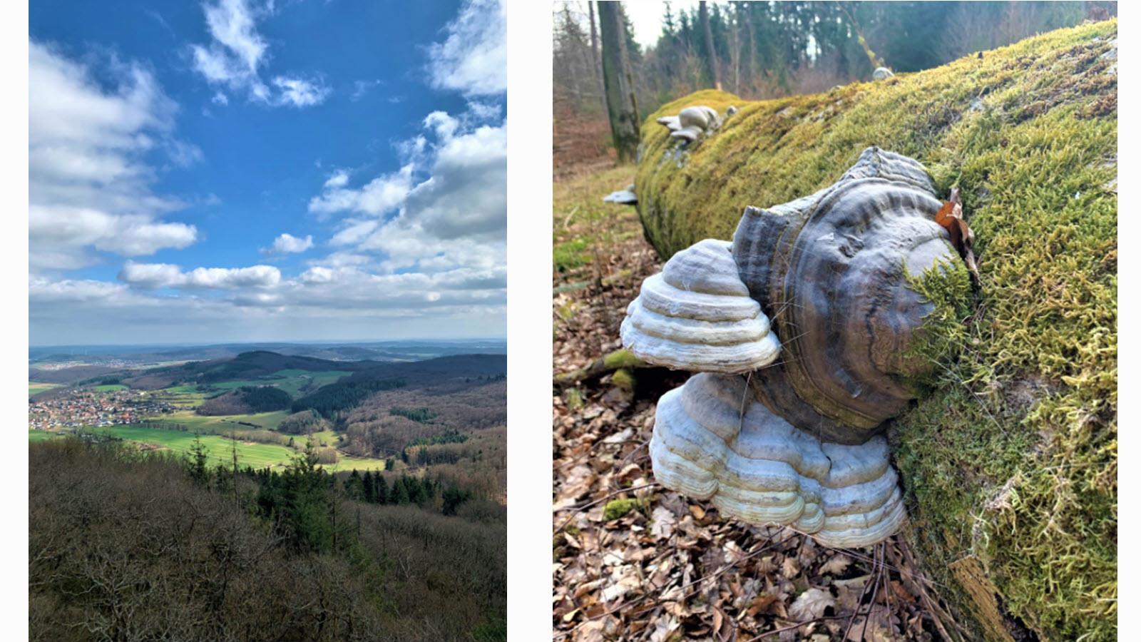 Blue sky from the mountains of Marburg, Germany and forest fungi 