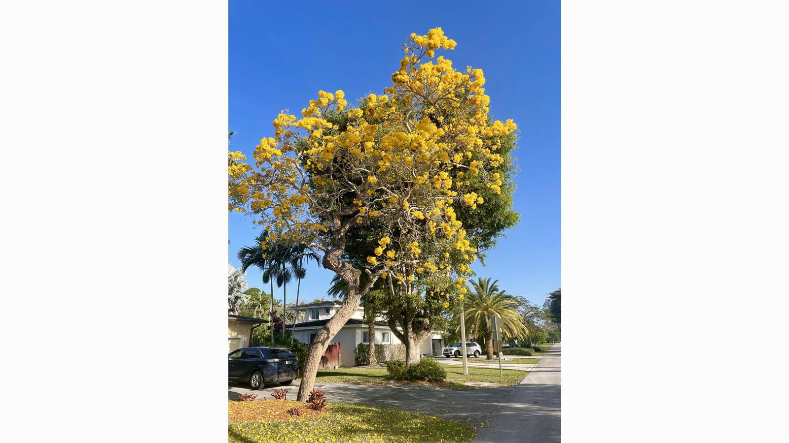 Tabebuia Tree in Miami, Florida