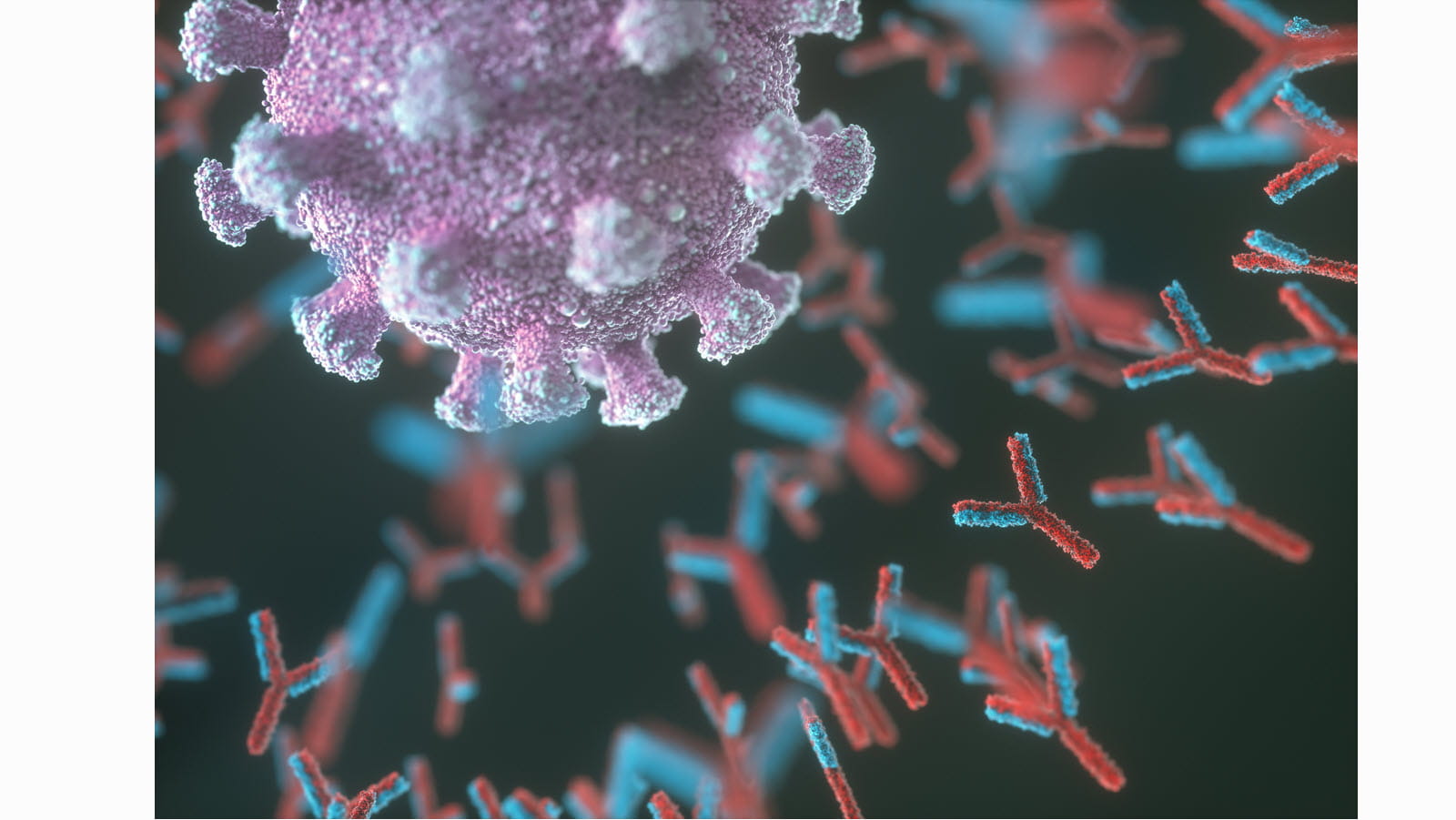 What Is Immunoglobulin A IgA Blood Test Normal Range 51 OFF what-is-immunoglobulin-a-iga-blood-test-normal-range-51-off