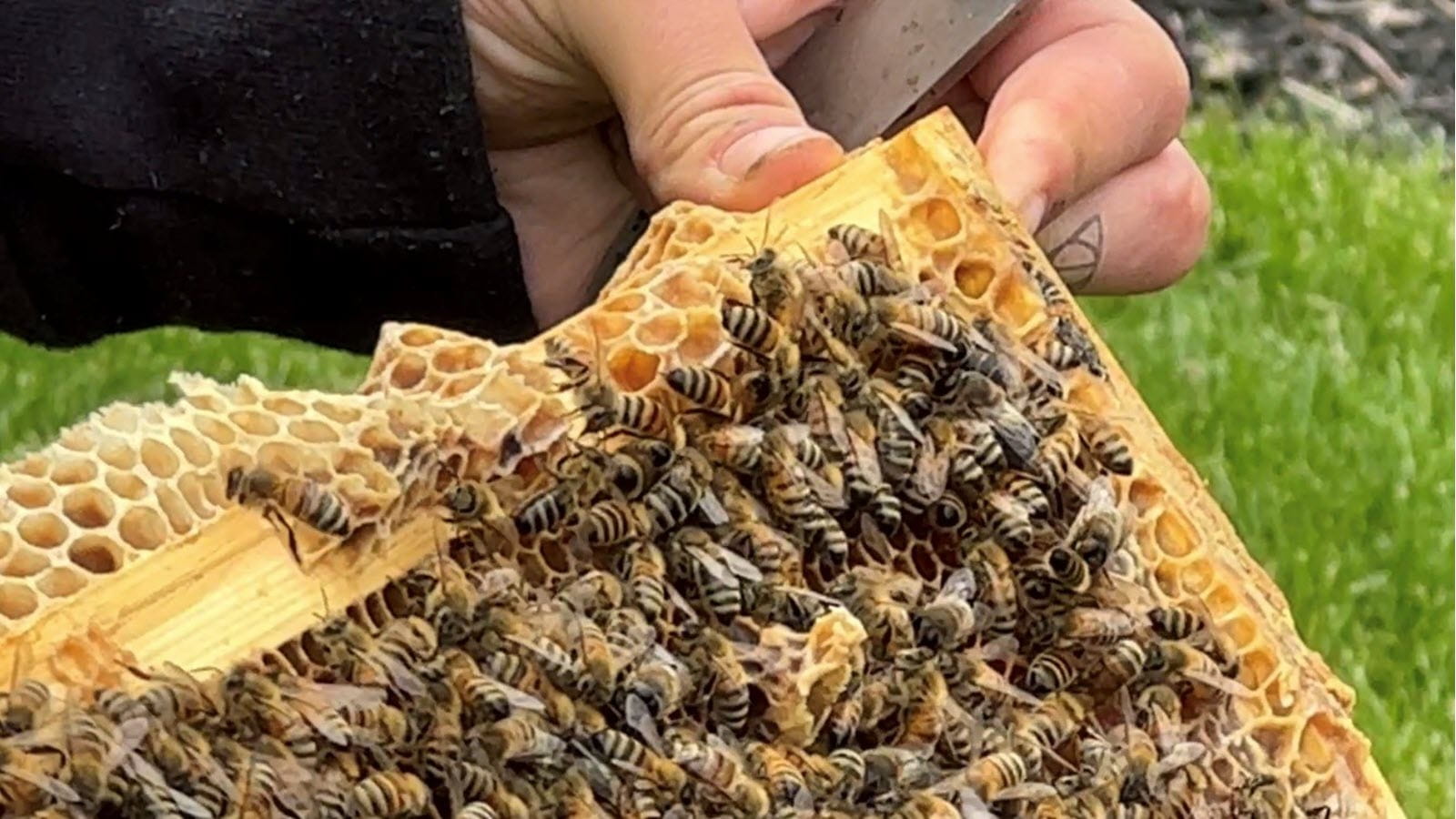 Bees attached to a honeycomb hive