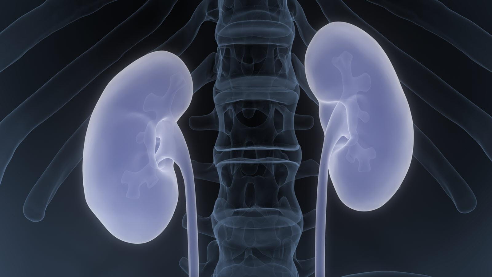 illustration of two kidneys in the body
