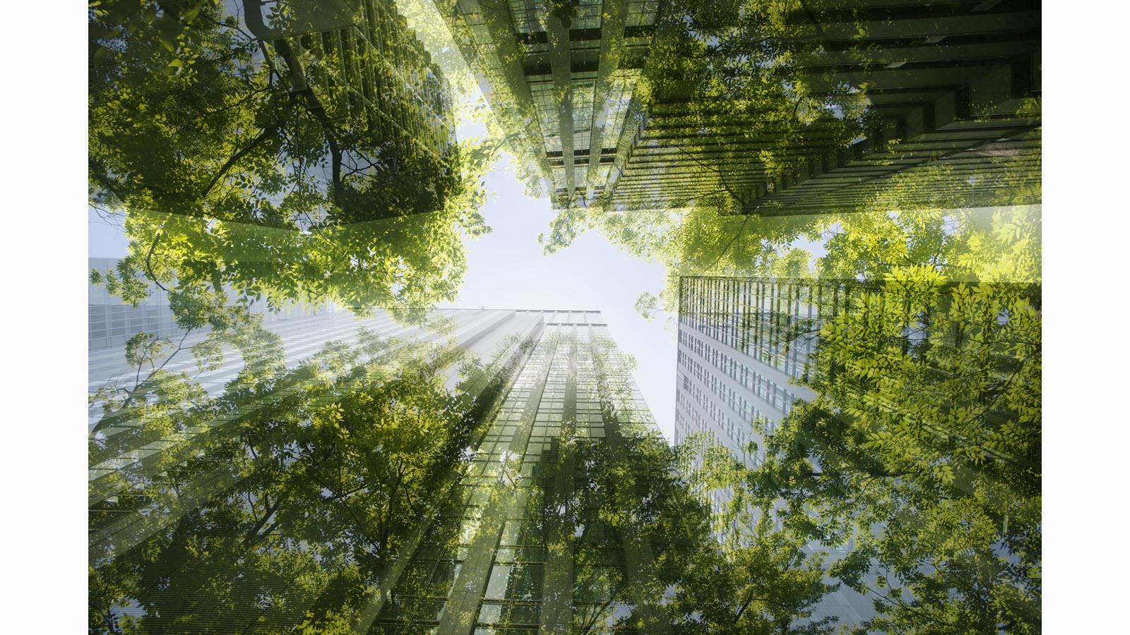 Tall buildings and green-leafed trees