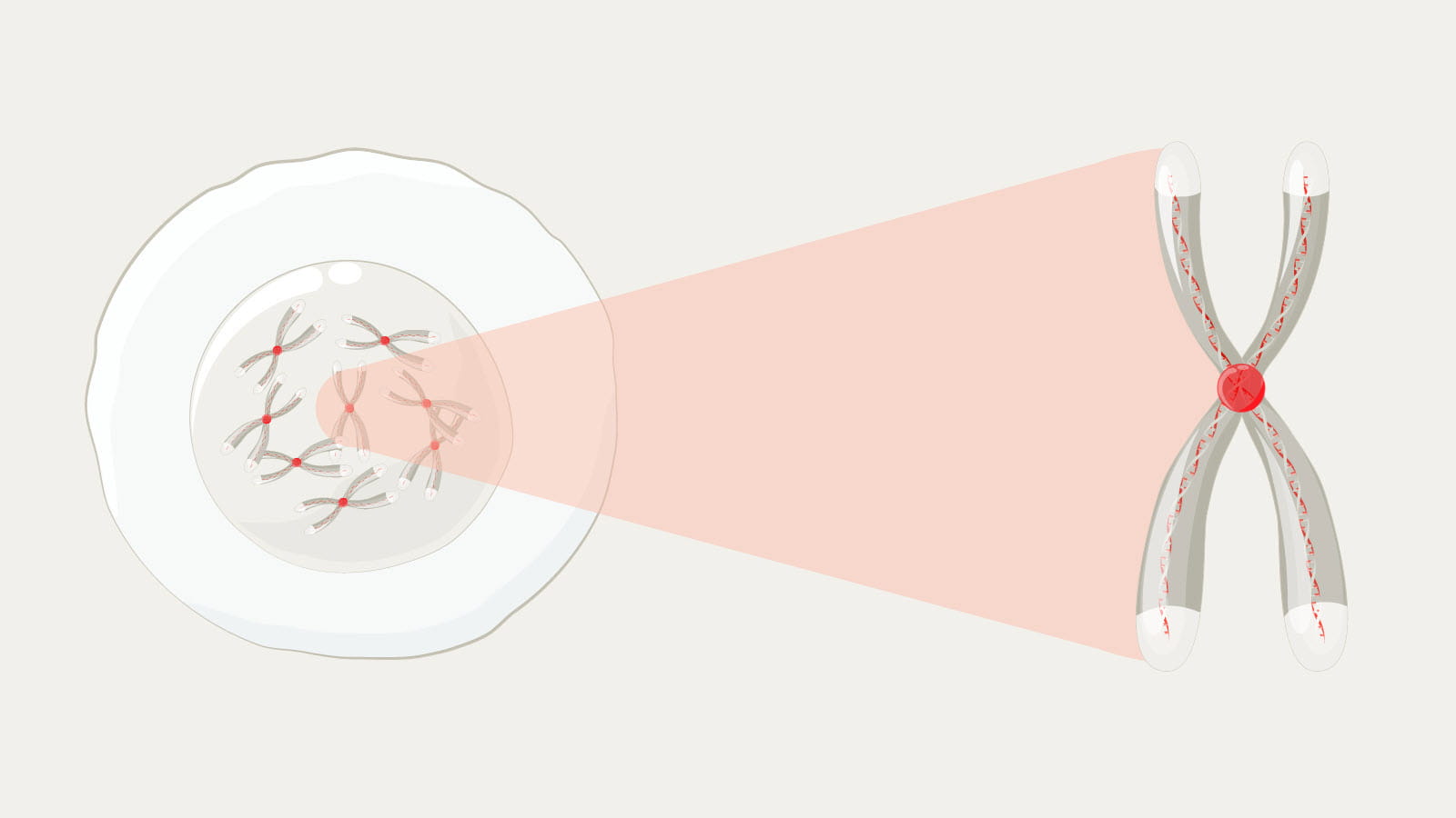 Illustration of cell with pullout image of an X-shaped chromosome