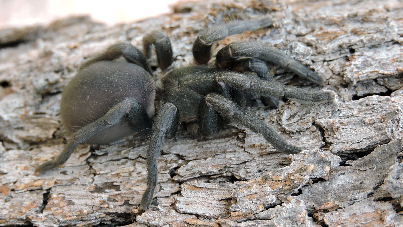 A large black Funnel Web Spider