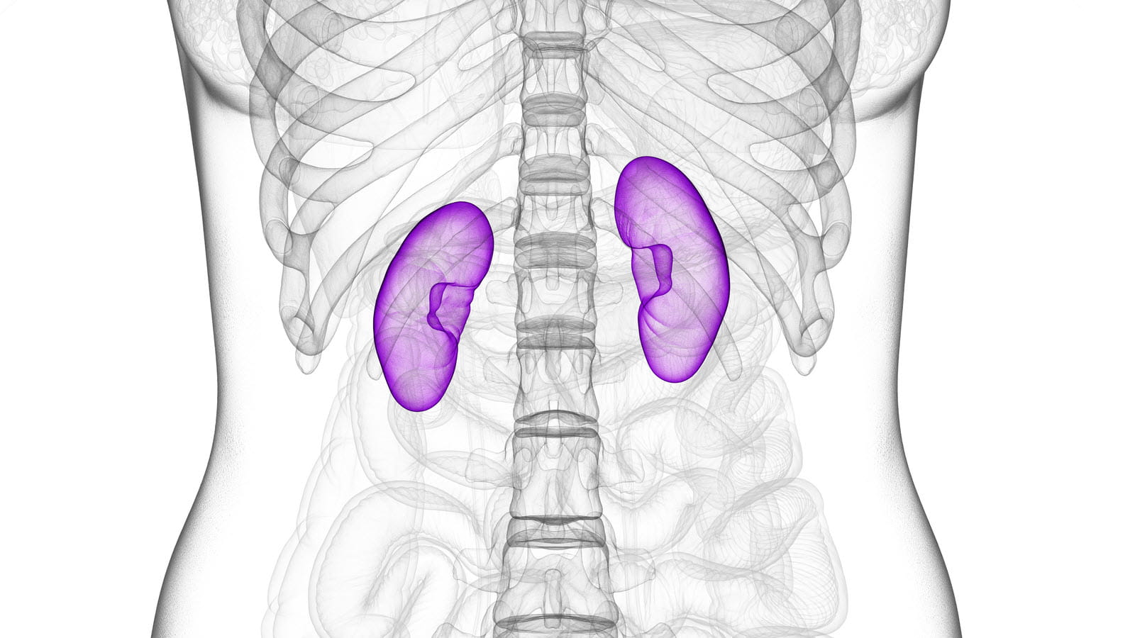 Image of the abdomen showing kidneys