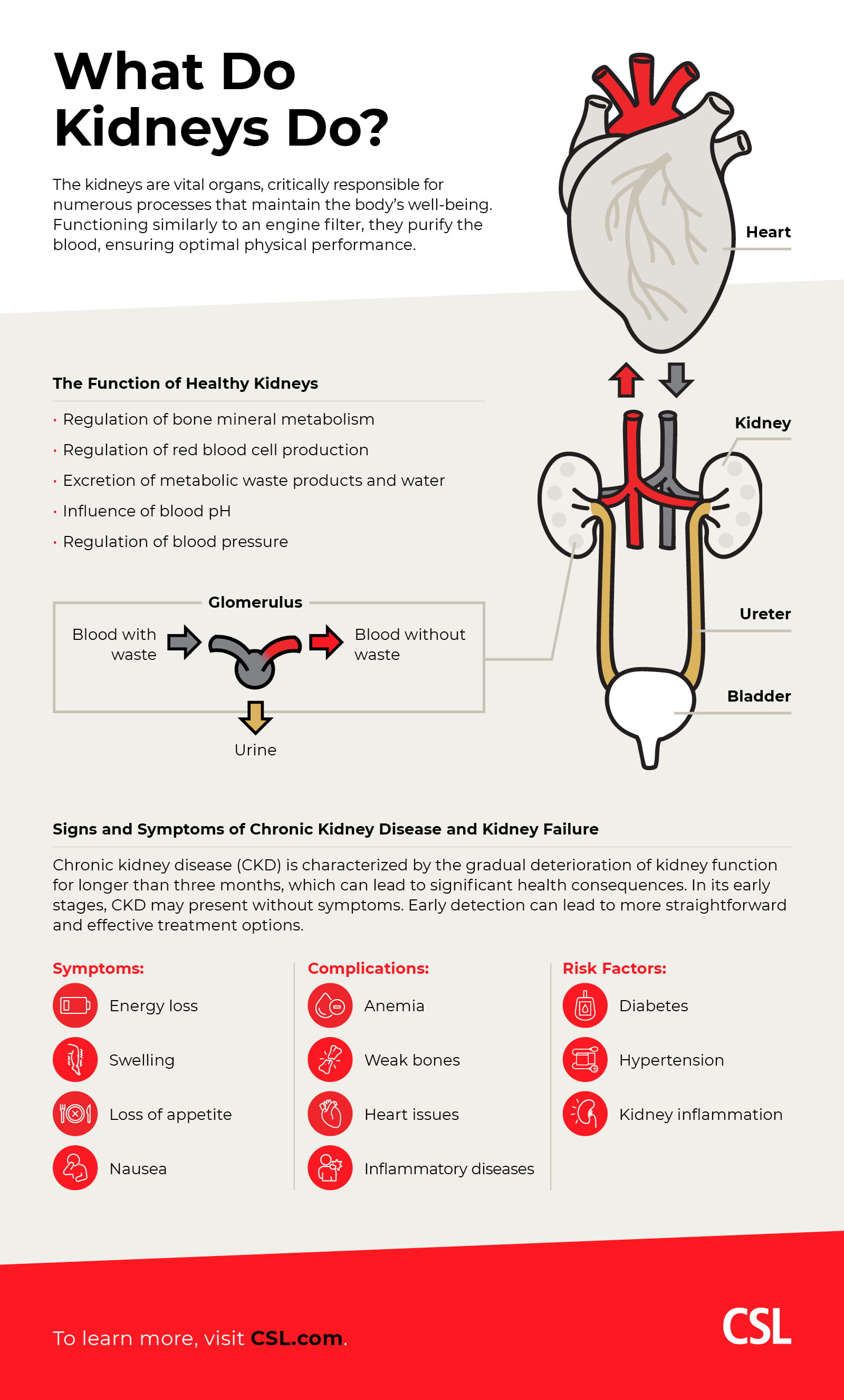 What Do Kidneys Do? An illustration explaining kidney function and symptoms of kidney problems