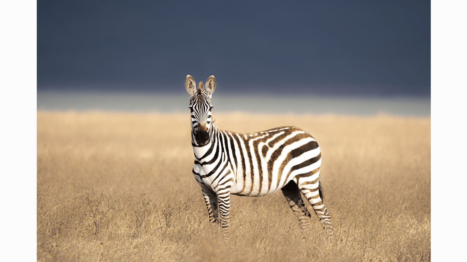 A zebra stands alone in dry grass against a slate blue sky