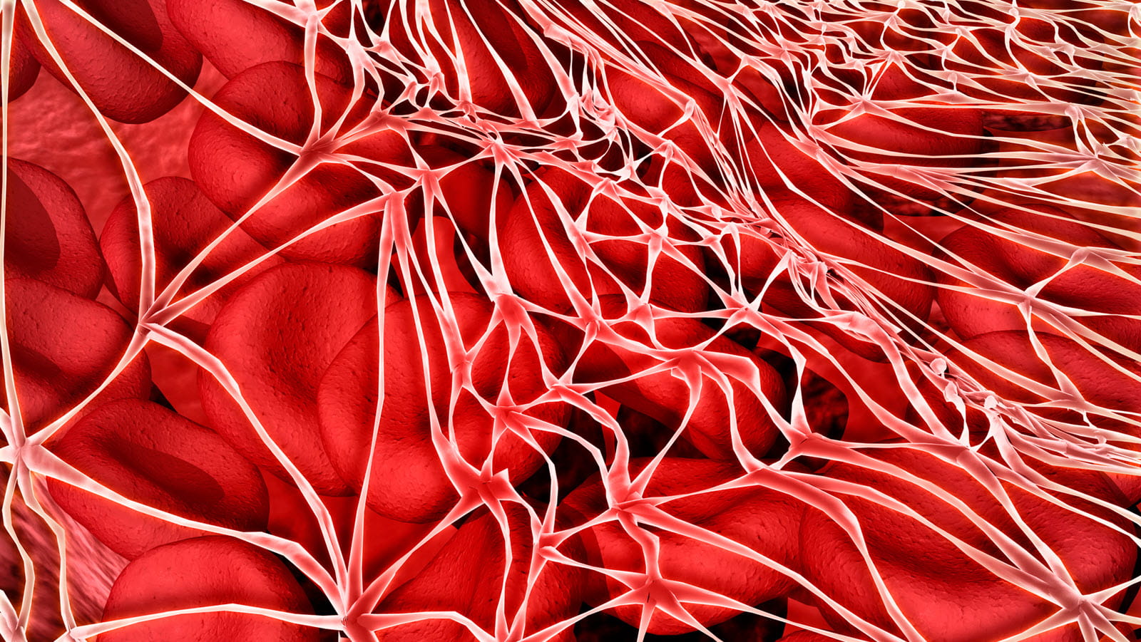 Illustration of the mesh-like structure of fibrin, an essential clotting factor that helps stop bleeding