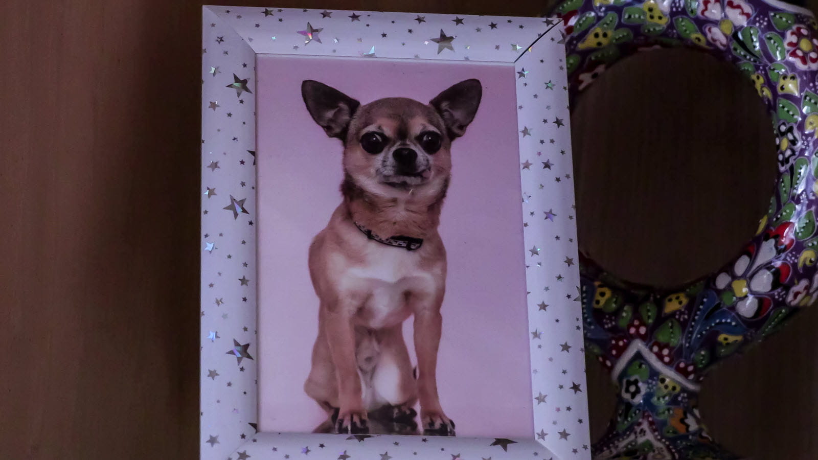 A framed photo of Mr. Beatle, a beloved dog who provided companionship and support to a patient living with primary immunodeficiency